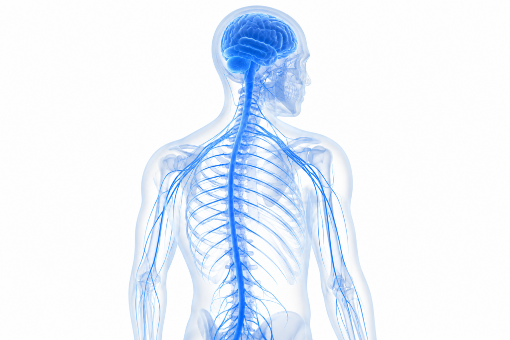 Neurology training within physiotherapy degree programs across Europe